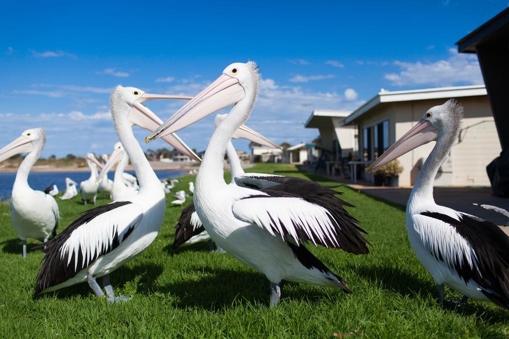 Modra'S Apartments Tumby Bay Kültér fotó